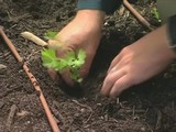Видеокурс English Bites. Урок 67. Worm Farms